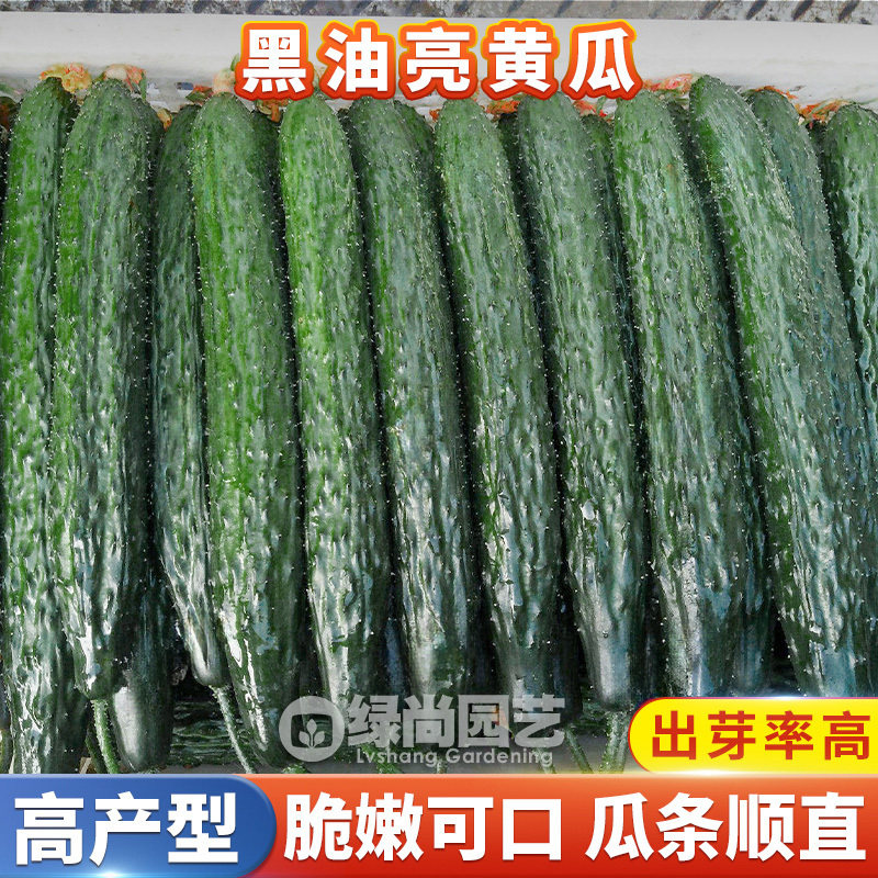 黑油亮黄瓜种子津研黄瓜种籽高产水果黄瓜苗阳台盆栽四季蔬菜种苗,鲜花速递/花卉仿真/绿植园艺,家庭园艺种子,淘宝优惠券,粉丝福利购,淘宝优惠卷