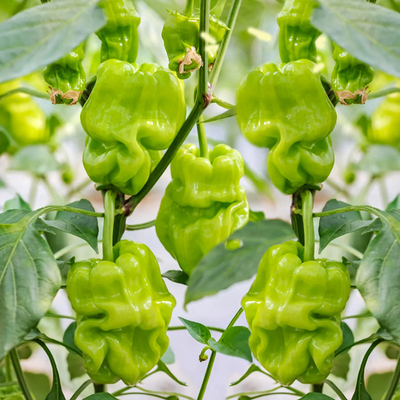 皱皮椒种苗麻辣椒种籽薄皮虎皮辣椒布朗麻椒春季四季盆栽蔬菜种苗