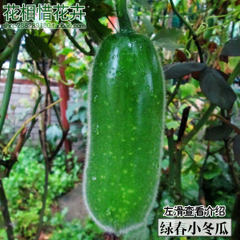 冬瓜苗的价格 冬瓜苗的优惠券 冬瓜苗十大排行榜 冬瓜苗淘宝哪家好 绝对值