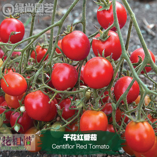 千花红番茄种子进口西红柿四季播阳台盆栽蔬菜种籽瓜果樱桃番茄苗