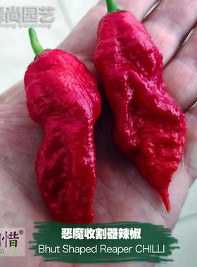 恶魔收割器辣椒种子进口特辣四季播种阳台盆栽蔬菜种籽魔鬼辣椒苗