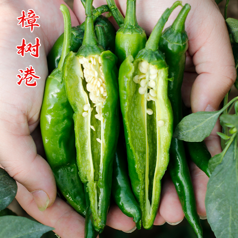 正宗樟树港辣椒苗种子特产樟树港湖南辣椒苗种籽高产春季种孑秧苗