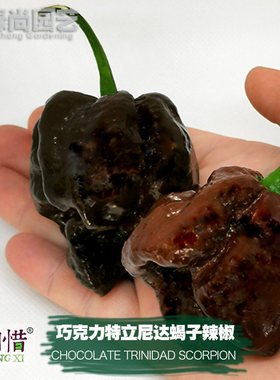 巧克力特立尼达蠍子辣椒种子进口特辣四季盆栽蔬菜种籽魔鬼辣椒苗