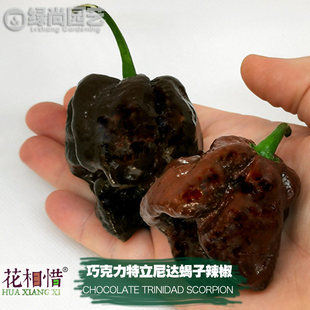 巧克力特立尼达蠍子辣椒种子进口特辣四季盆栽蔬菜种籽魔鬼辣椒苗