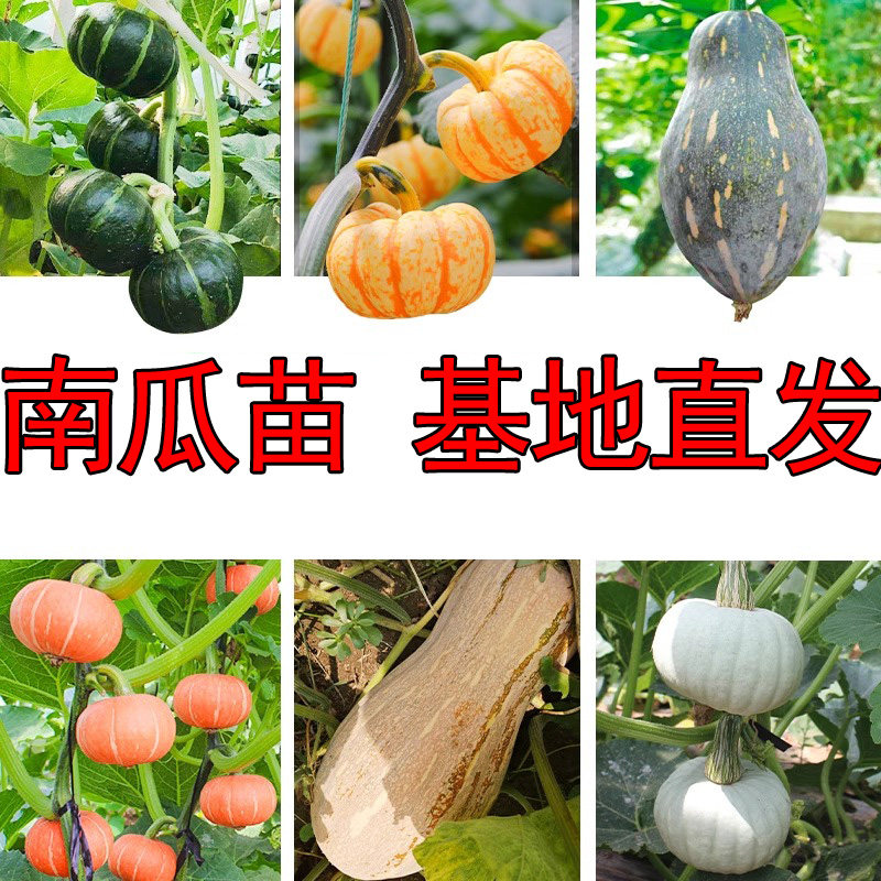 绿贝贝南瓜苗种籽板栗蜜本奶油小南瓜种孑秧苗庭院蔬菜苗四季种植,鲜花速递/花卉仿真/绿植园艺,种苗/半成品盆栽,淘宝优惠券,粉丝福利购,淘宝优惠卷