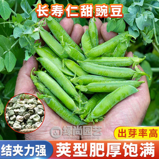 台湾长寿仁豌豆种子特大甜豌豆种籽水培荷兰豆芽苗菜四季蔬菜种子