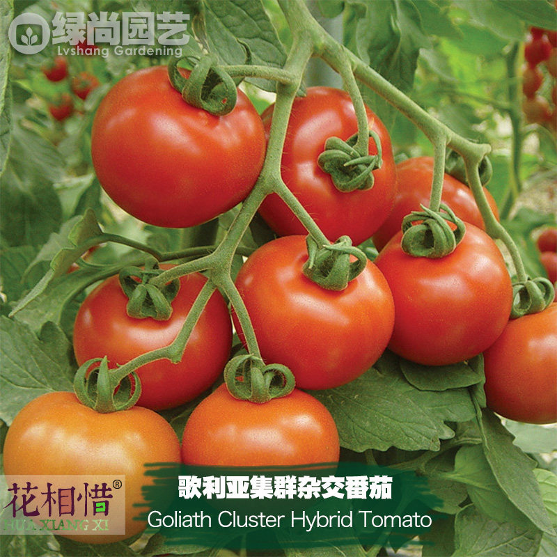歌利亚集群杂交番茄种子进口西红柿四季播盆栽蔬菜种籽瓜果番茄苗,鲜花速递/花卉仿真/绿植园艺,家庭园艺种子,淘宝优惠券,粉丝福利购,淘宝优惠卷