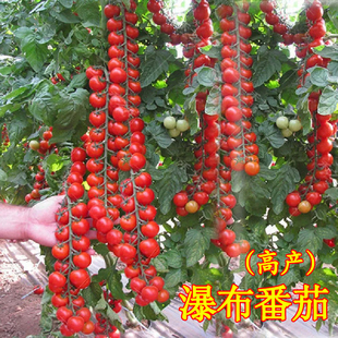 瀑布小番茄种子苗阳台种籽孑四季蔬菜盆栽圣女果菜苗西红柿秧苗春
