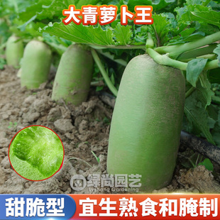 大青萝卜王种子脆甜青水果萝卜种籽青萝卜四季盆栽速生蔬菜种子孑