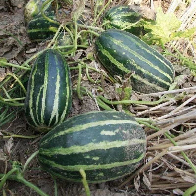 一窝五花酥瓜种苗薄皮红瓤甜瓜籽脆甜多汁花皮烧瓜梢瓜菜瓜香瓜苗,鲜花速递/花卉仿真/绿植园艺,家庭园艺种子,淘宝优惠券,粉丝福利购,淘宝优惠卷