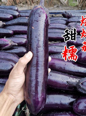 烧烤茄子种苗专用茄子种籽黑紫色春季夏季四季蔬菜苗秧孑秧苗菜苗