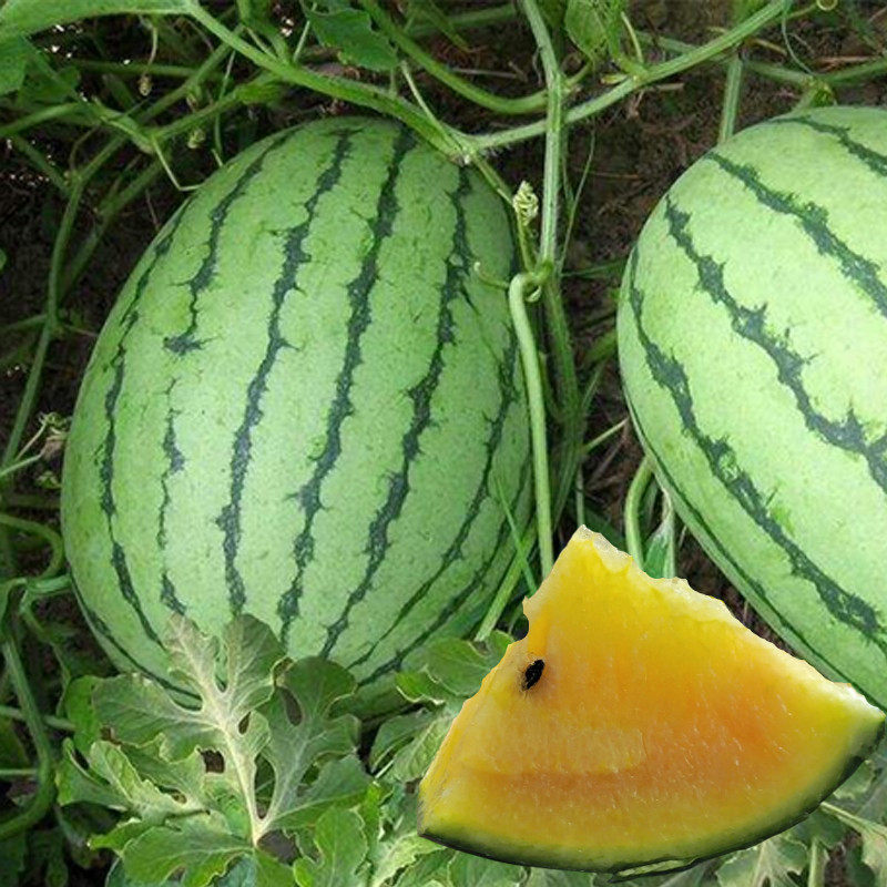 黄瓤迷你凤梨小西瓜种苗皮薄甜度高阳台庭院四季礼品瓜籽蔬菜种苗,鲜花速递/花卉仿真/绿植园艺,家庭园艺种子,淘宝优惠券,粉丝福利购,淘宝优惠卷