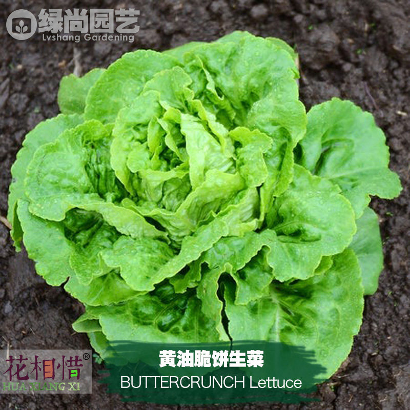 黄油脆饼生菜种子进口四季播种地栽阳台盆栽蔬菜种籽叶菜奶油生菜,鲜花速递/花卉仿真/绿植园艺,家庭园艺种子,淘宝优惠券,粉丝福利购,淘宝优惠卷