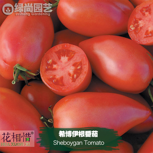 希博伊根番茄种子进口西红柿四季播种阳台盆栽蔬菜种籽瓜果番茄苗