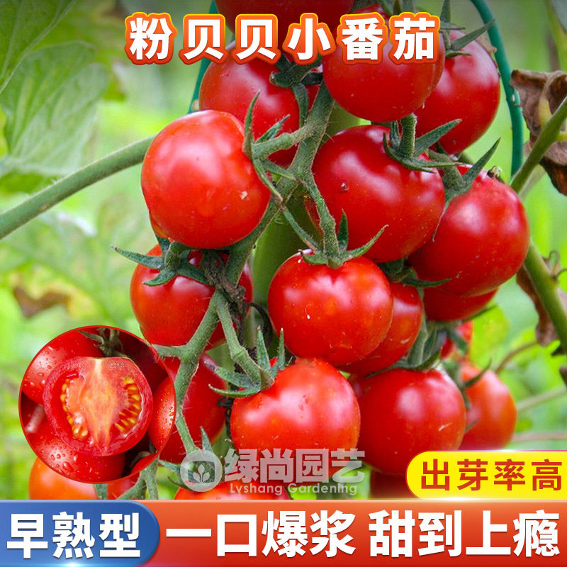 粉贝贝小番茄种子樱桃番茄种籽水果番茄苗阳台庭院盆栽四季播瓜果,鲜花速递/花卉仿真/绿植园艺,家庭园艺种子,淘宝优惠券,粉丝福利购,淘宝优惠卷