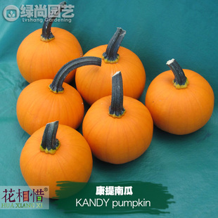 康提南瓜种子进口丰产红南瓜四季播种阳台盆栽蔬菜种籽瓜果南瓜苗