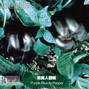 紫美人甜椒种子进口菜椒四季播种阳台盆栽蔬菜种籽瓜果紫黑辣椒苗