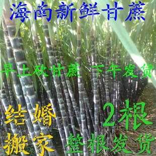 海南新鲜黑皮甘蔗 9斤 现发青皮 红皮  结婚  搬家 2根 整根 同城|msdalam kategori daging perikanan/Buah-buahan segar dan sayur-sayuran/dimasak, buah-buahan segar, lain - dari Buy2taobao.com untuk memberikan perkhidmatan ejen Taobao profesional membeli
