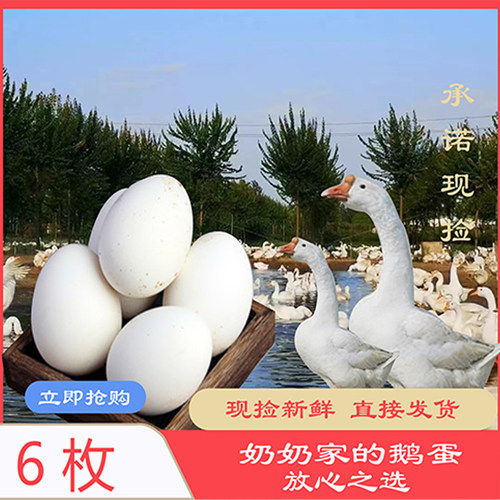 初生鹅蛋85-100g小鹅蛋散养新鲜鹅蛋农家正宗土鹅蛋孕妇鹅蛋6枚