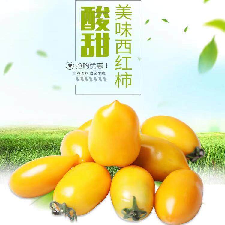 东北黄柿子奶香黄红罗曼西红柿东北特产现摘现发番茄新鲜坏果包赔