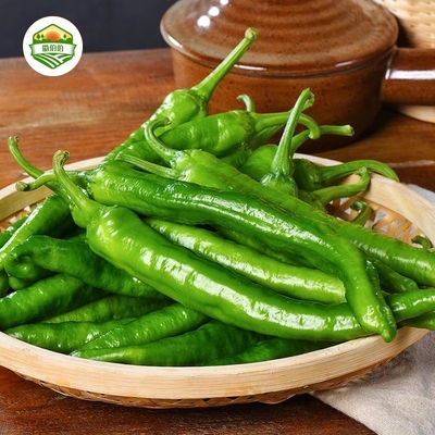 正宗湘妍55号辣椒软薄皮微中辣