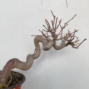 一物一拍实物拍摄三角枫唐肥山红叶红枫出星星老桩造型微型小耐寒