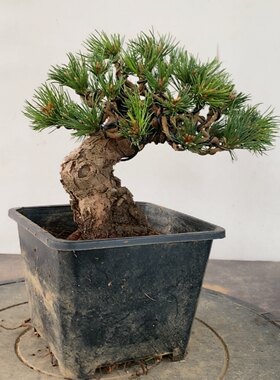 一物一拍 实物拍摄 五针松辛乐宫岛大阪松明星那须 黑松盆景老桩
