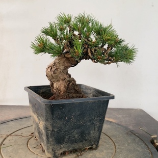 一物一拍 实物拍摄 五针松辛乐宫岛大阪松明星那须 黑松盆景老桩