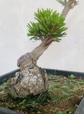 一物一拍实物拍摄明星五针松宫岛大阪松盆景造型黑松盆栽小苗老桩
