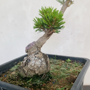 一物一拍实物拍摄明星五针松宫岛大阪松盆景造型黑松盆栽小苗老桩
