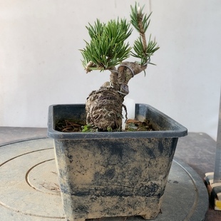寸稍黑松盆景盆栽嫁接松树大阪松微型短针庭院迎客松
