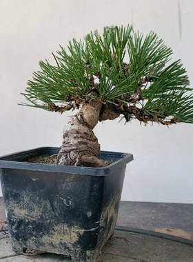 一物一拍实物拍摄三河黑松盆景老桩造型盆景微型小品掌中宝五针松