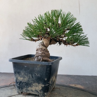 一物一拍实物拍摄三河黑松盆景老桩造型盆景微型小品掌中宝五针松