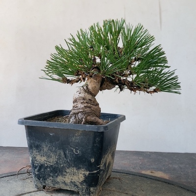 一物一拍实物拍摄三河黑松盆景老桩造型盆景微型小品掌中宝五针松