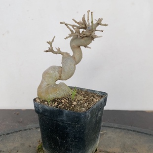 一物一拍实物对接白蜡盆景小叶琅榆三角枫老桩造型微型耐寒掌中宝