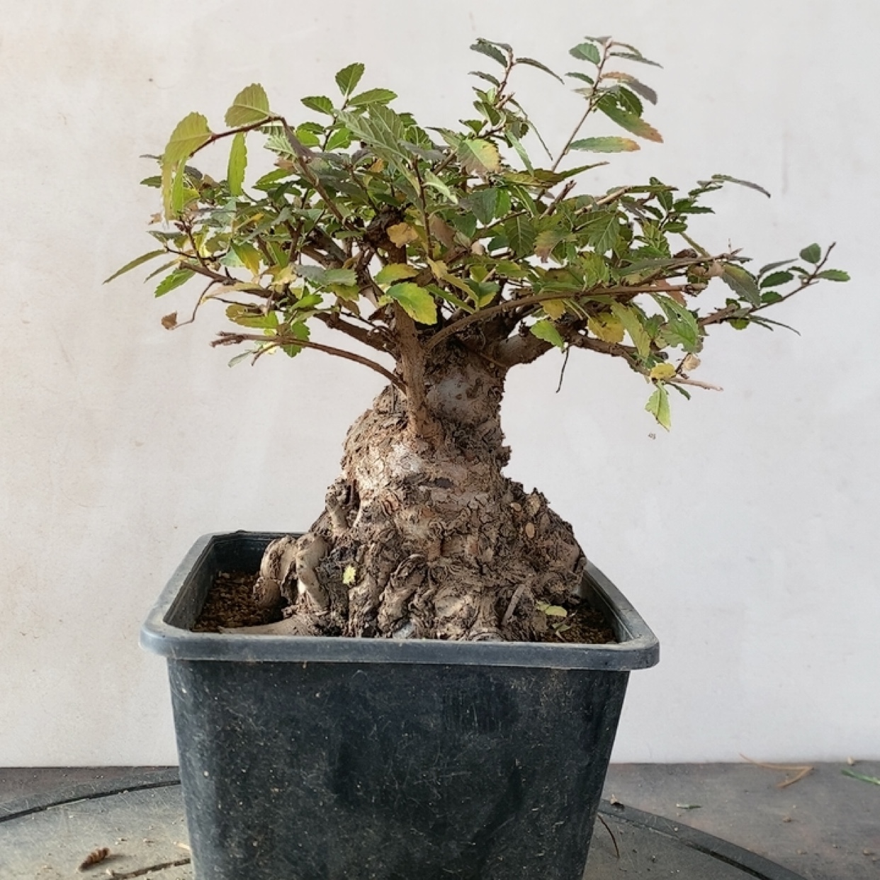 一物一拍实物拍摄小叶琅榆树老桩造型盆景榆树矮霸小品桌面办桌