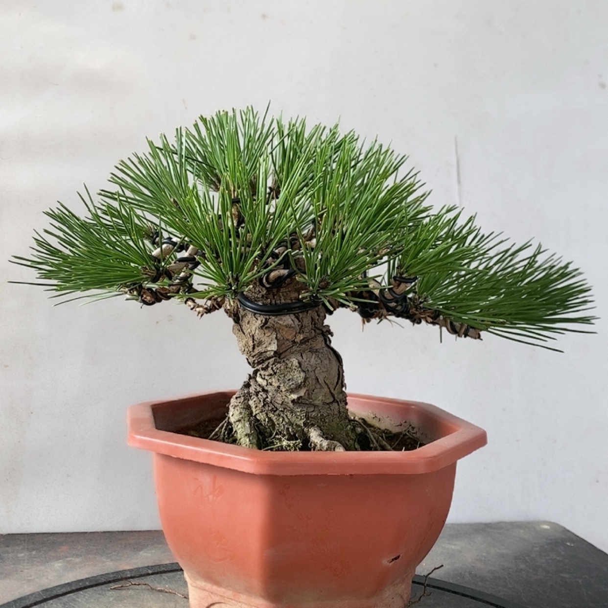 一物一拍实物拍摄三河黑松盆景老桩造型盆景五针松明星金针大阪松