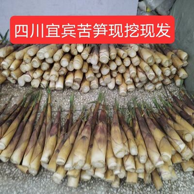 四川新鲜苦竹笋宜宾苦竹笋现挖现发苦笋甜竹笋带壳春笋甜苦笋