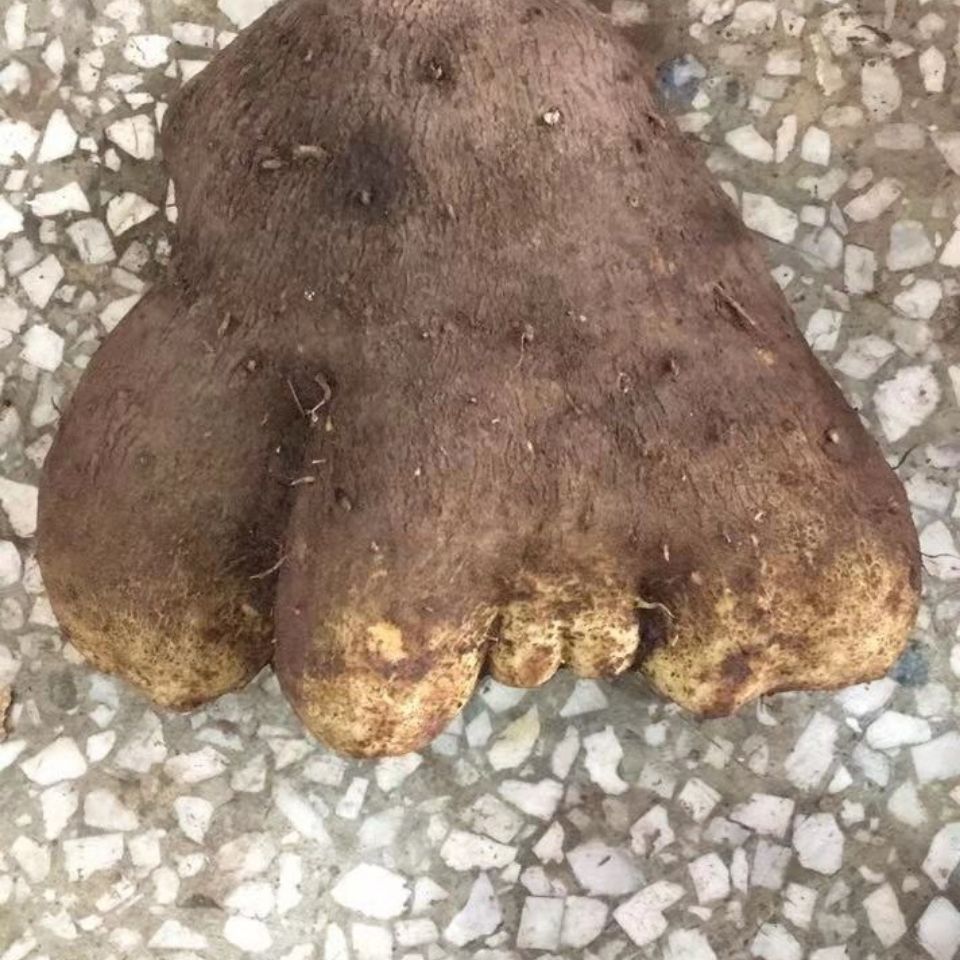 四川特产农家种植脚板薯大薯 白薯 淮山药切苕 现挖现发五斤 包邮