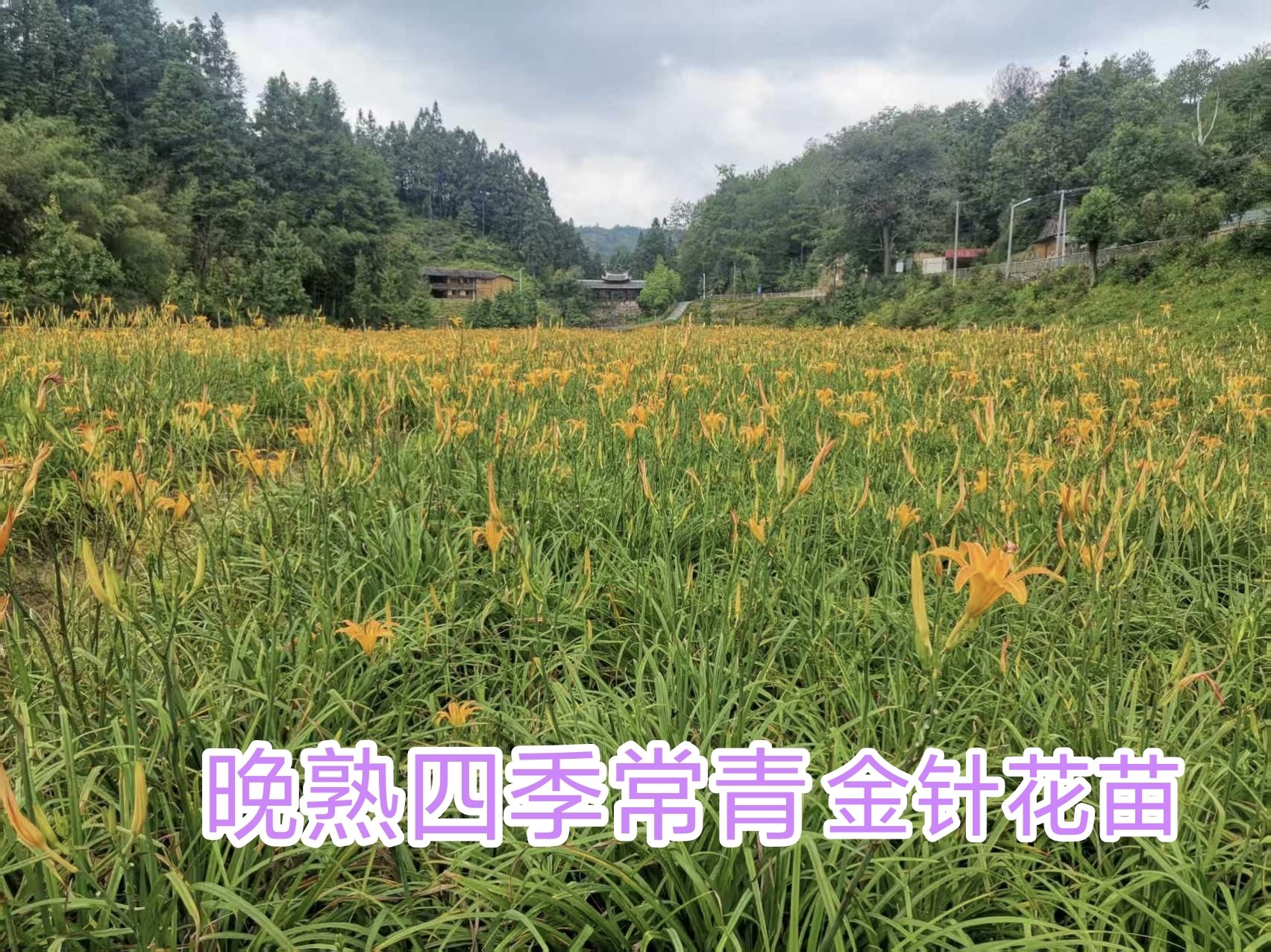 晚熟,四季常青,金针黄花菜种苗;可观赏可食用品种