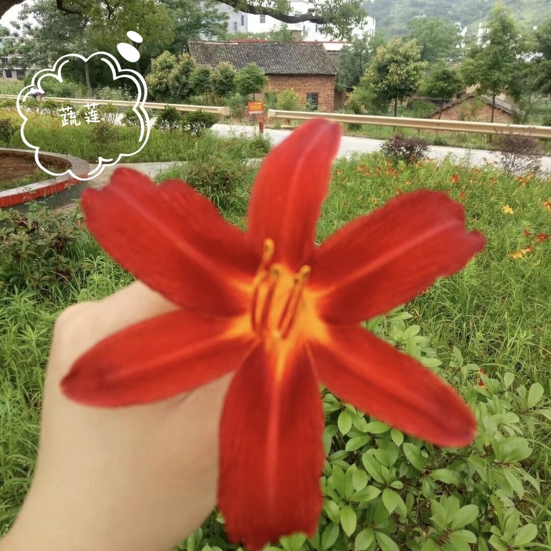 四季可种植观赏黄花菜苗根萱草大红花