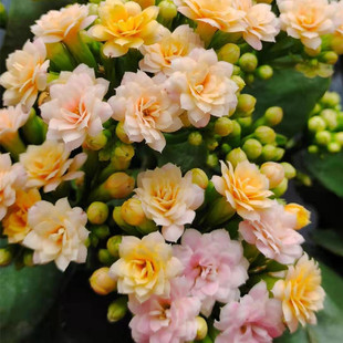 长寿花重瓣盆栽阳台花卉带花苞稀有金狐狸招桃花缤纷柠檬水果糖