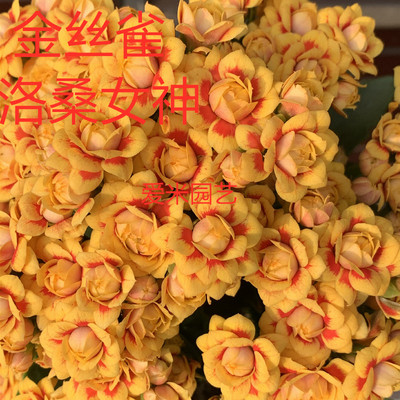 花卉室内阳台春夏秋冬开花美观