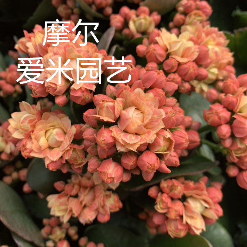 长寿花春夏秋冬阳台开花美观