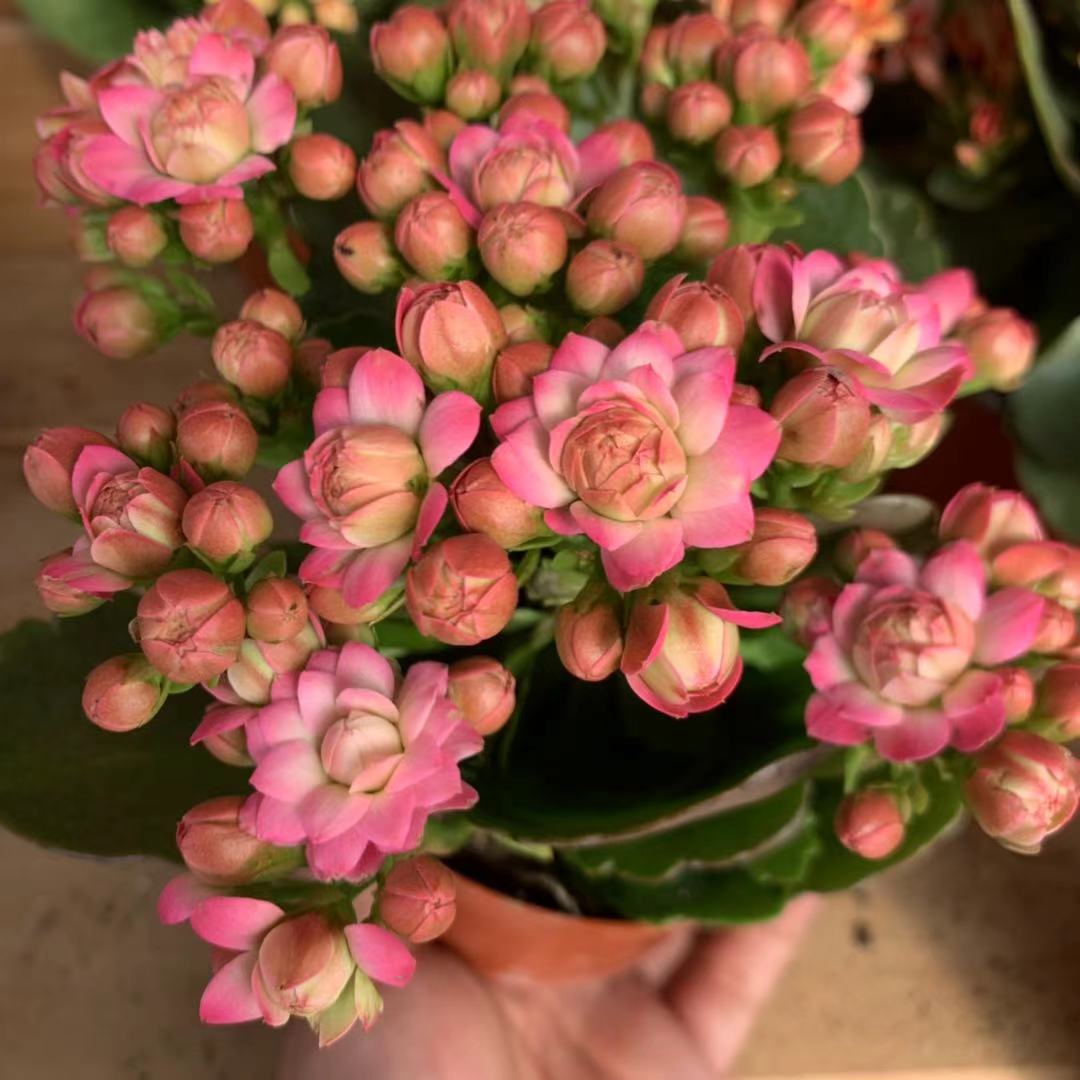 爱米园艺长寿花重瓣进口大花盆栽绿植室内开花花卉-璎珞-悉尼粉