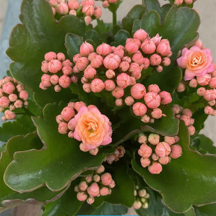 爱米园艺长寿花重瓣盆栽绿植开花花卉带花苞发货劳瑞拉