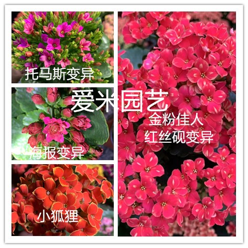 长寿花进口室内春夏秋冬开花美观