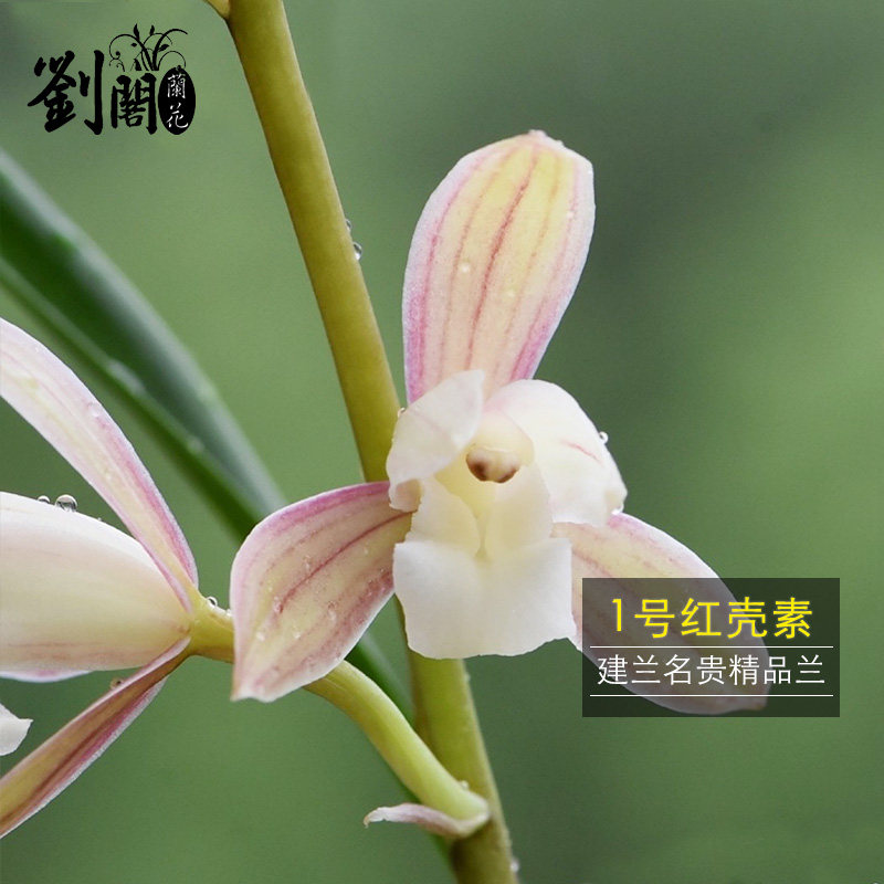 刘阁兰花苗 建兰名品 1号红壳素 夏带花苞出售高档兰花花卉盆栽