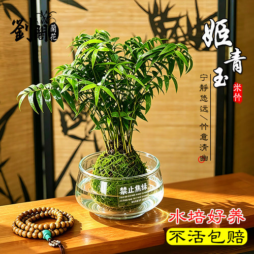 水培好养四季常绿