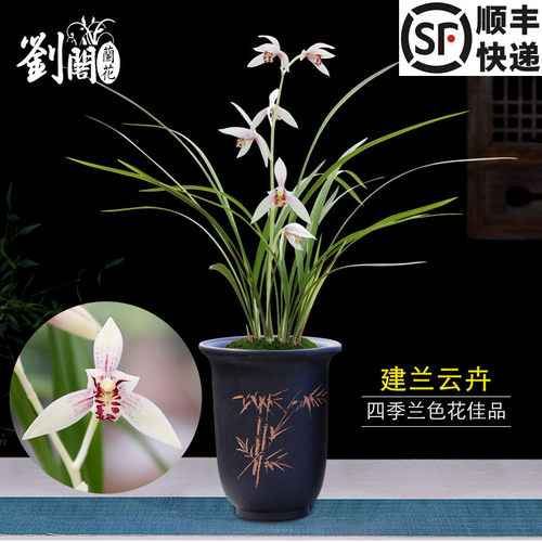 建兰四季建兰盆栽好养花卉四季